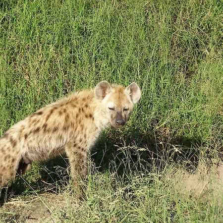 Thornybush Simbambili Lodge เขตอนุรักษ์พันธุ์สัตว์ป่าซาบีแซนด์ ภายนอก รูปภาพ