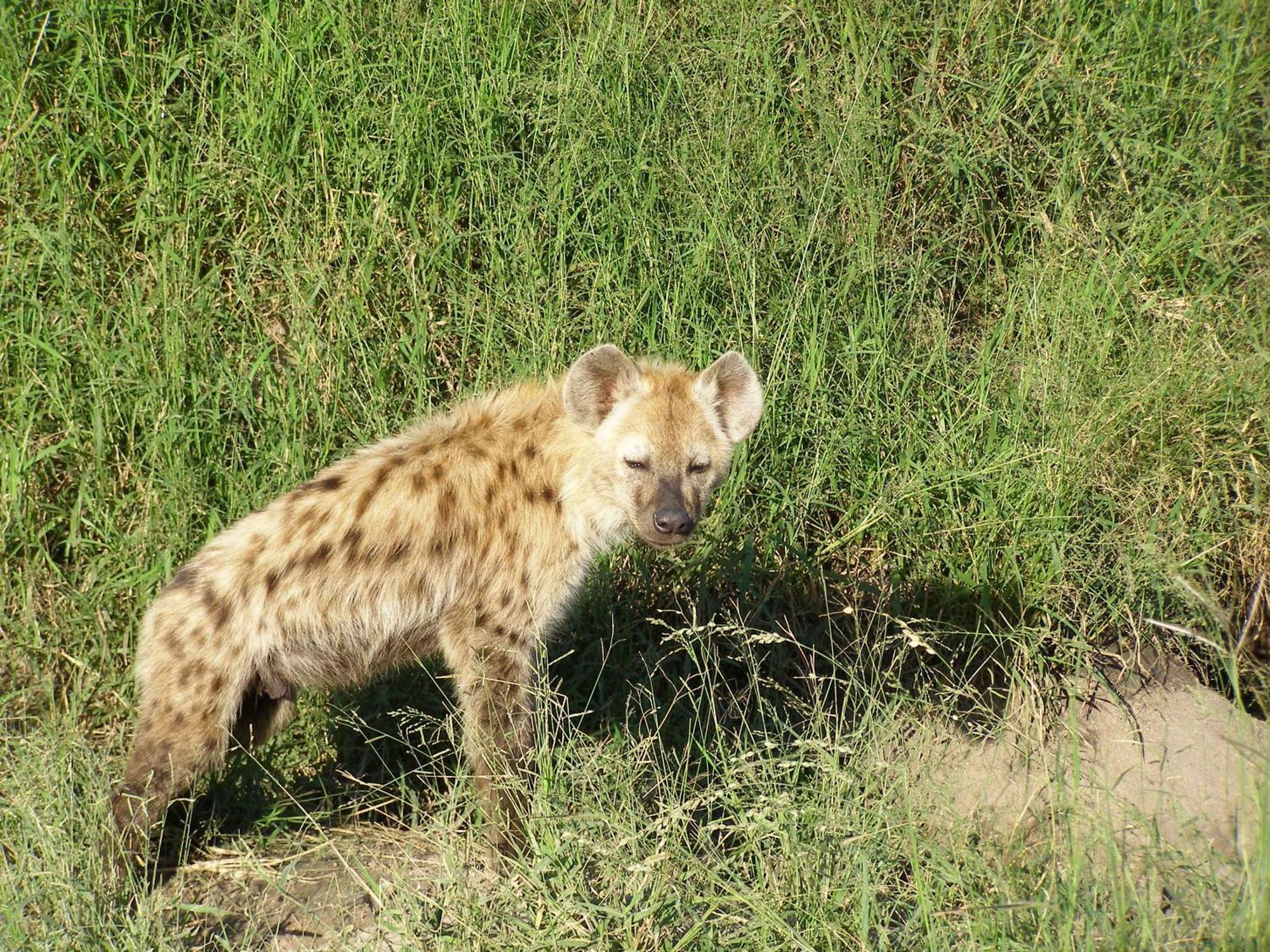 Thornybush Simbambili Lodge เขตอนุรักษ์พันธุ์สัตว์ป่าซาบีแซนด์ ภายนอก รูปภาพ